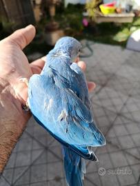 Pappagalli uccelli