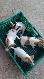 Jack Russell
