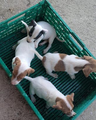 Jack Russell