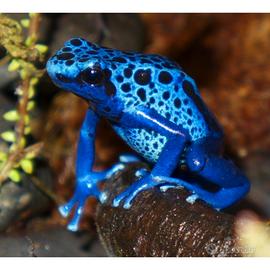 Ce.r.c.o. dendrobates rane freccia