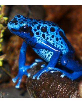 Ce.r.c.o. dendrobates rane freccia