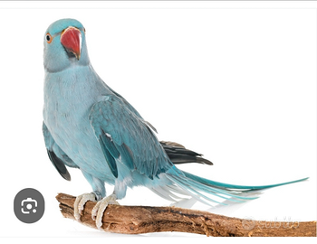 Parrocchetto dal collare