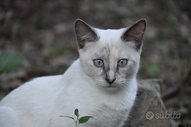 Gatto-cucciola Siamese Blue Tortie Point
