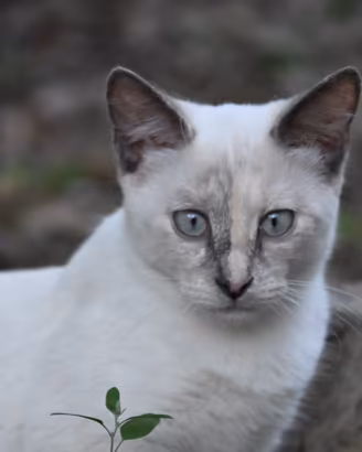 Gatto-cucciola Siamese Blue Tortie Point