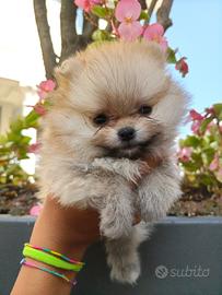 Cucciole Pomerania