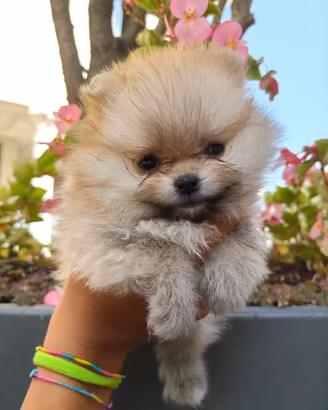 Cucciole Pomerania