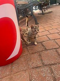 Gattini gratis