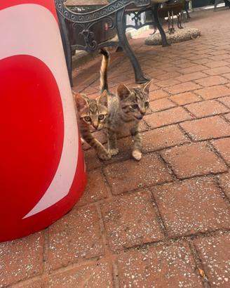 Gattini gratis