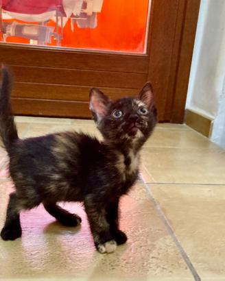 Gattina in adozione