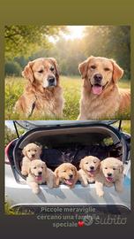 Golden retriever - cuccioli