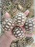 tartarughe-di-terra-geochelone-sulcata