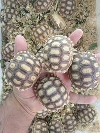 Tartarughe di terra geochelone sulcata