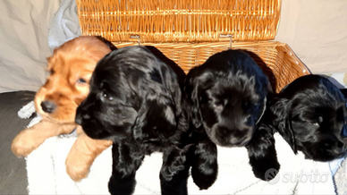 Cuccioli cocker spaniel inglese