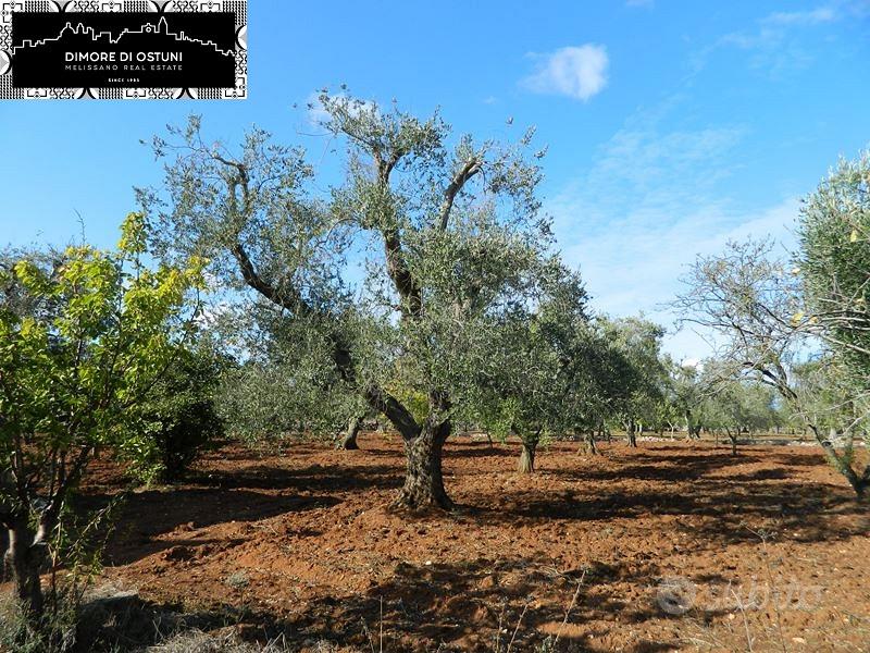 TRULLO con LAMIA e 8200mq TERRENO - AGRO DI OSTUNI - Altro