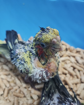 Calopsite pappagallo domestico allevato a mano