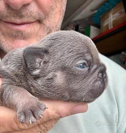 Bulldog francese