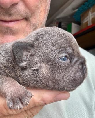 Bulldog francese