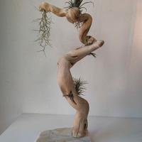 Tillandsie su supporto in legno – pezzo unico