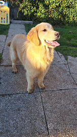 Golden retriever americano