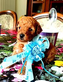 Barboncino Toy con pedigree Enci e test genetici