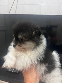 Spitz Pomerania