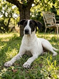 cucciolona mix pointer solo per persone esperte