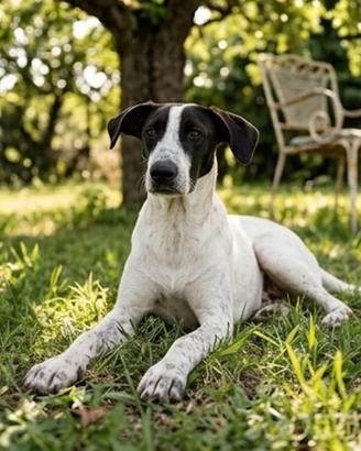 cucciolona mix pointer solo per persone esperte