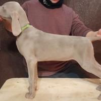 Cuccioli di Weimaraner