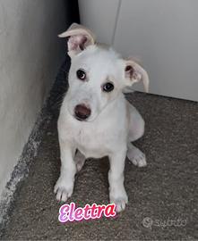 Elettra