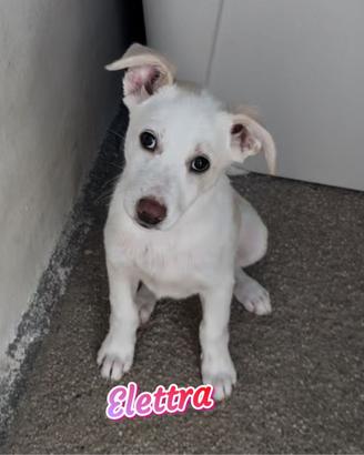 Elettra