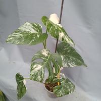cod. j5 pianta Monstera variegata piante tropicali
