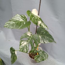 cod. j5 pianta Monstera variegata piante tropicali