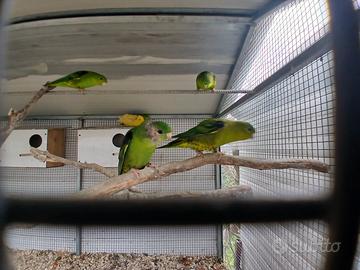 Parrocchetto barrato