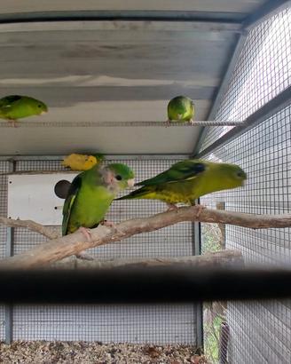 Parrocchetto barrato