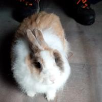 Angora X testa di leone