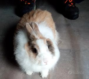 Angora X testa di leone