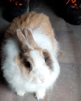 Angora X testa di leone