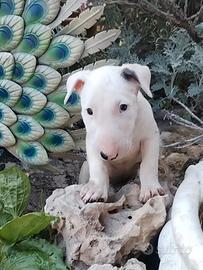 Bull terrier standard