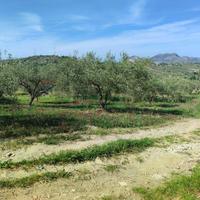 Terreno - Casteldaccia