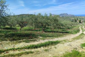 Terreno - Casteldaccia