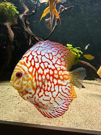 Discus