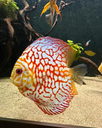 Discus