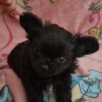 Cucciolo di chihuahua