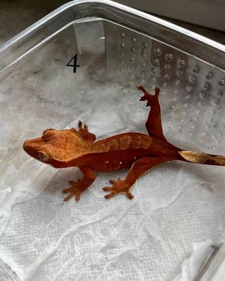 Gechi crestati maschi Red Portholes