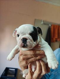Bulldog francese