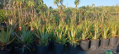 piante di aloe arborescens 