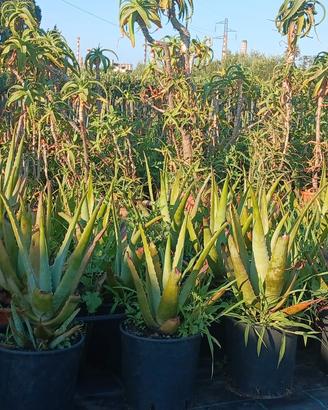 piante di aloe arborescens 