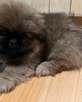 Cuccioli pechinesi imperiali