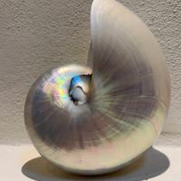 Conchiglia madreperlata di Nautilus - media (4)