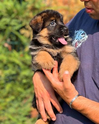 Stupendi cuccioli di pastore tedesco